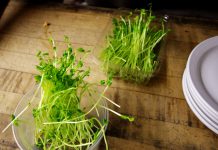 Kiełki – atak witamin na talerzu